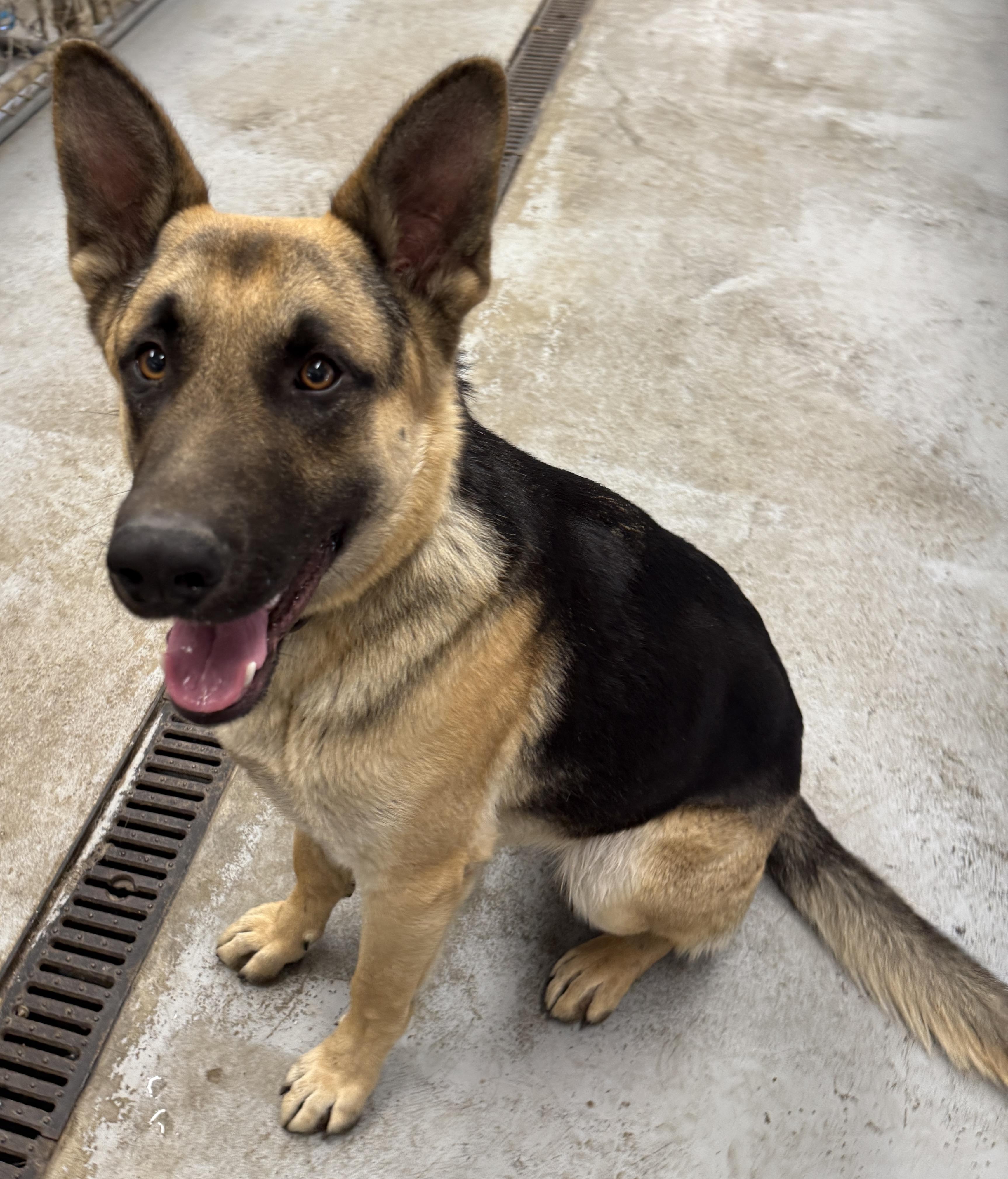 Kaiser