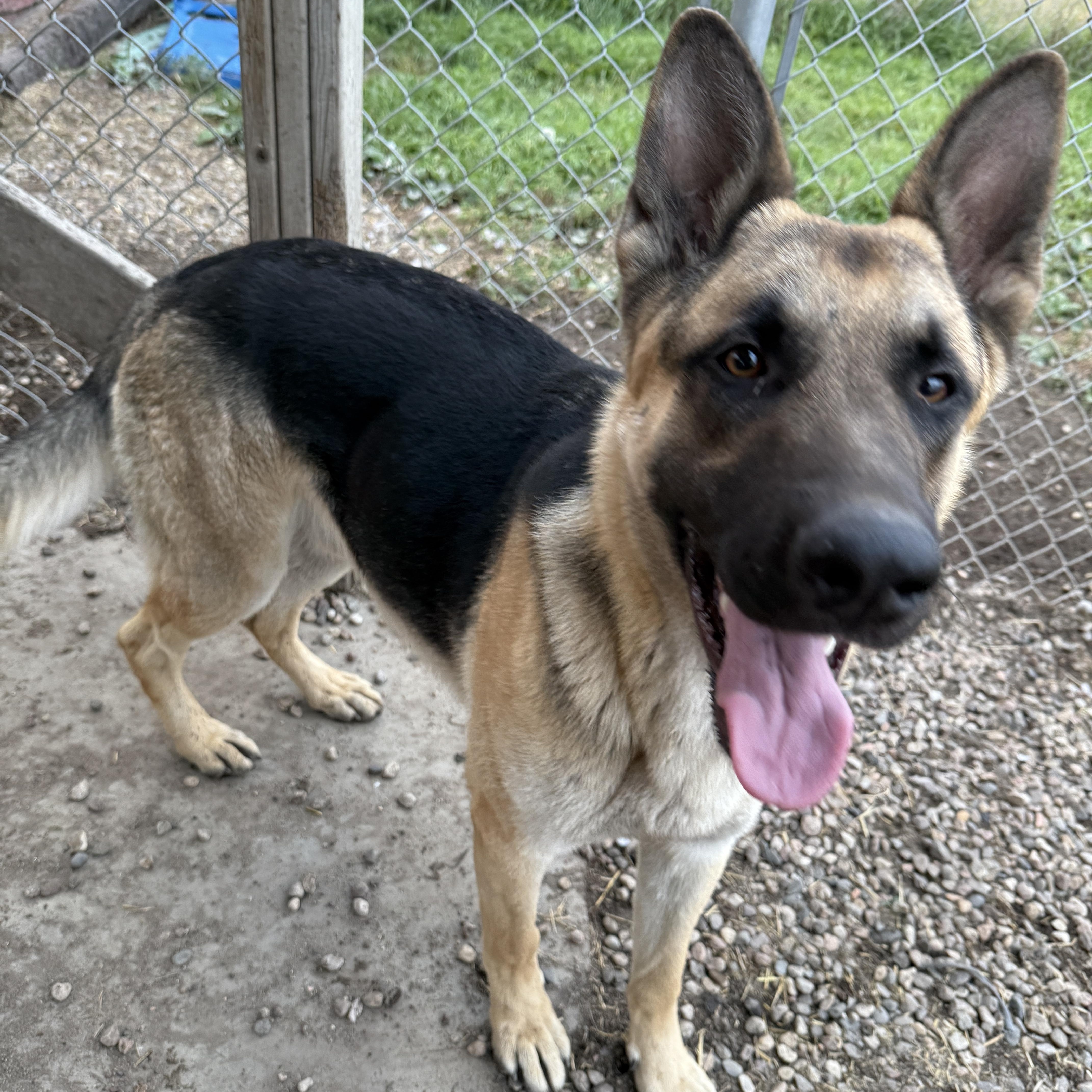 Kaiser - pending, an adoptable German Shepherd Dog in Meadow Lake, SK, S9X 1Y7 | Photo Image 4