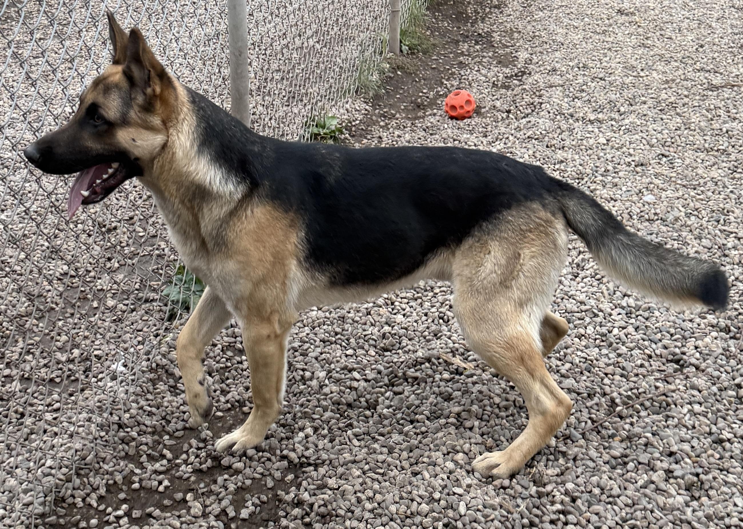 Kaiser - pending, an adoptable German Shepherd Dog in Meadow Lake, SK, S9X 1Y7 | Photo Image 5