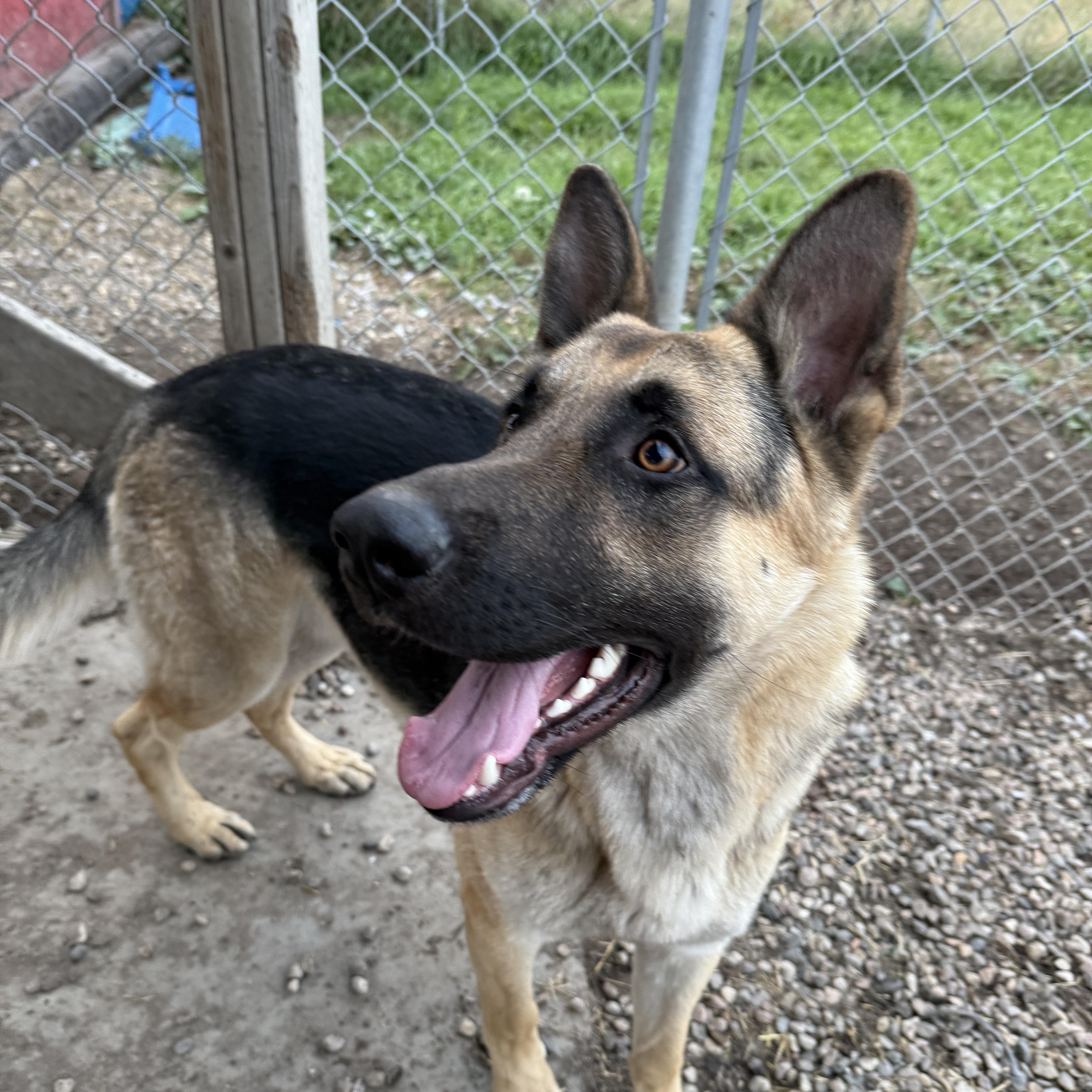 Kaiser - pending, an adoptable German Shepherd Dog in Meadow Lake, SK, S9X 1Y7 | Photo Image 1
