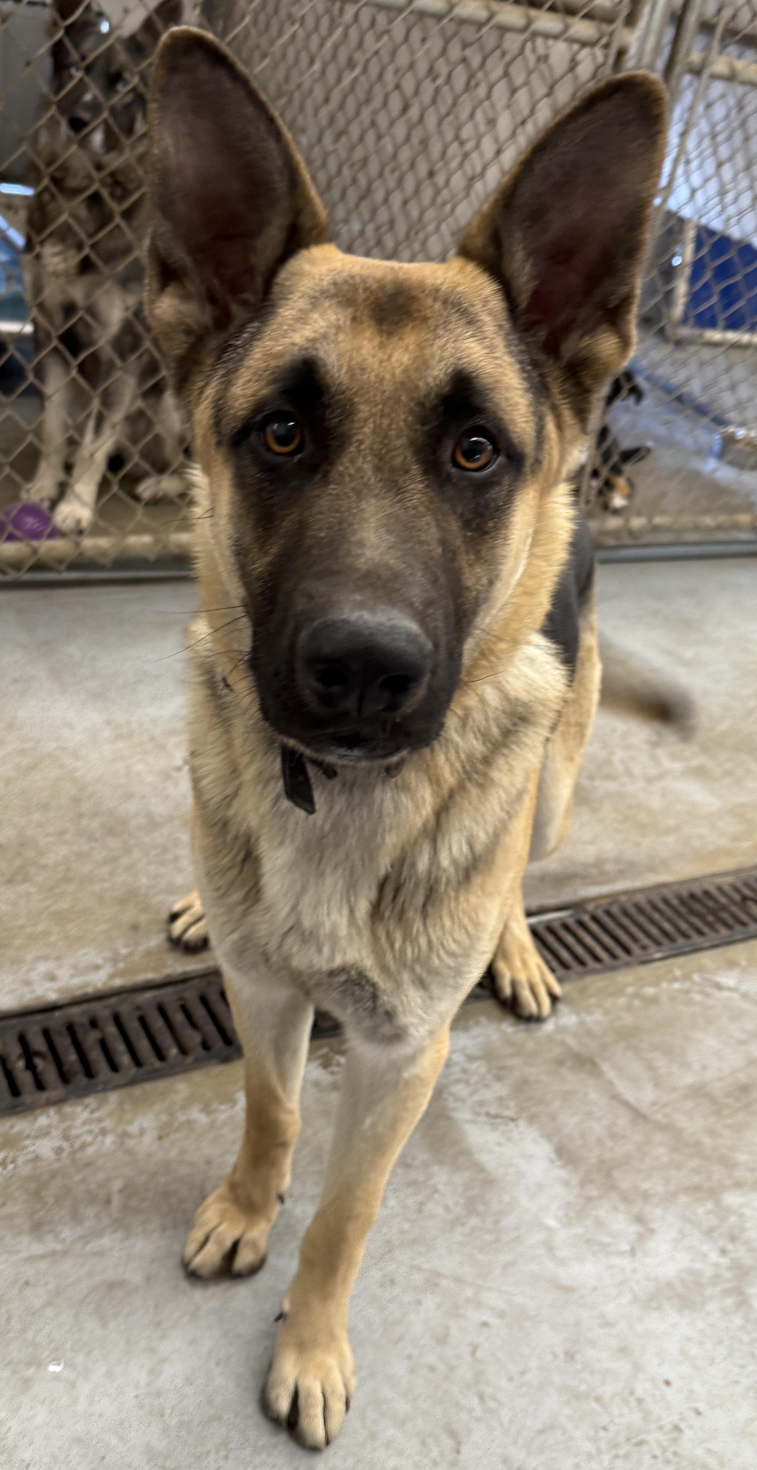 Kaiser