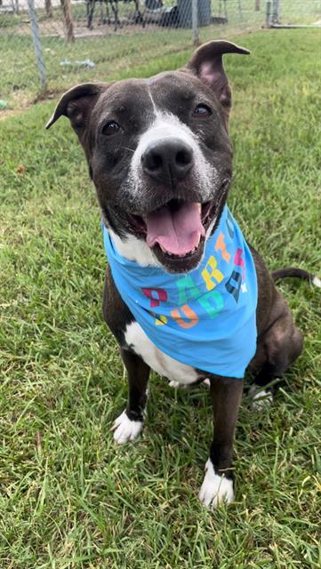 CEASAR, Adoptable, Adult Male Labrador Retriever & Mixed Breed.