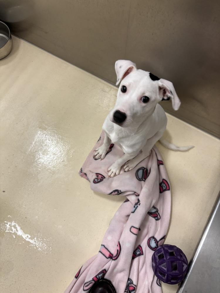 Rosita, Adoptable, Young Female Australian Cattle Dog / Blue Heeler.