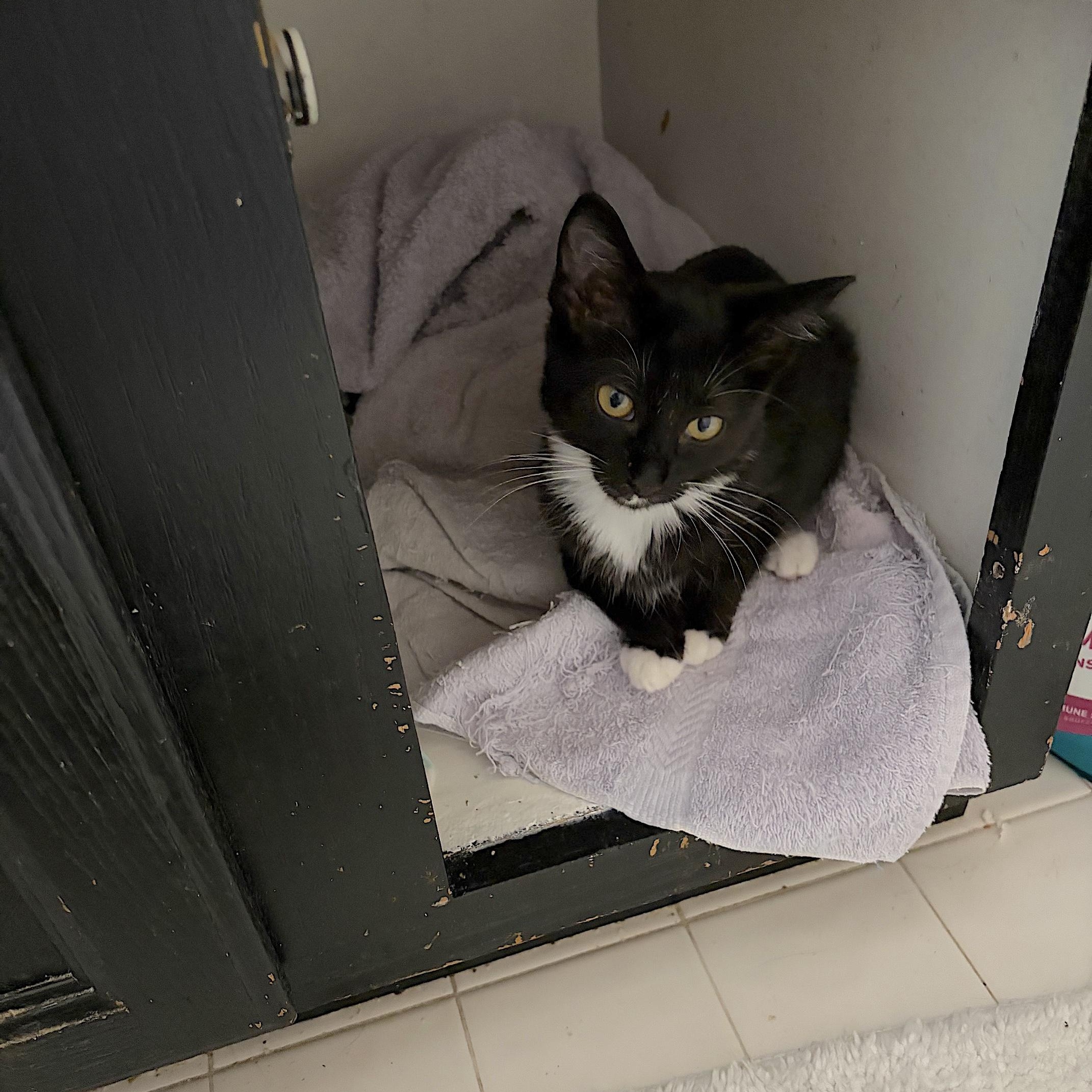 Enlarge Audrey - COURTESY POST, a Adoptable Domestic Short Hair in Fowlerville, MI image 1/1
