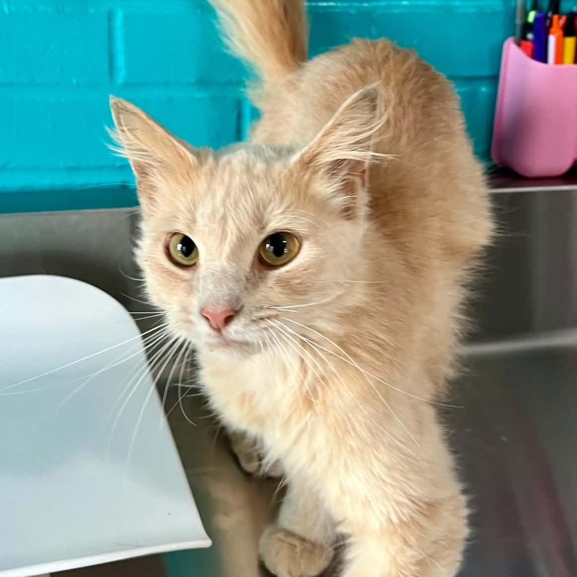 Enlarge Biff, an adopted Domestic Medium Hair in Moundsville, WV image 1/1