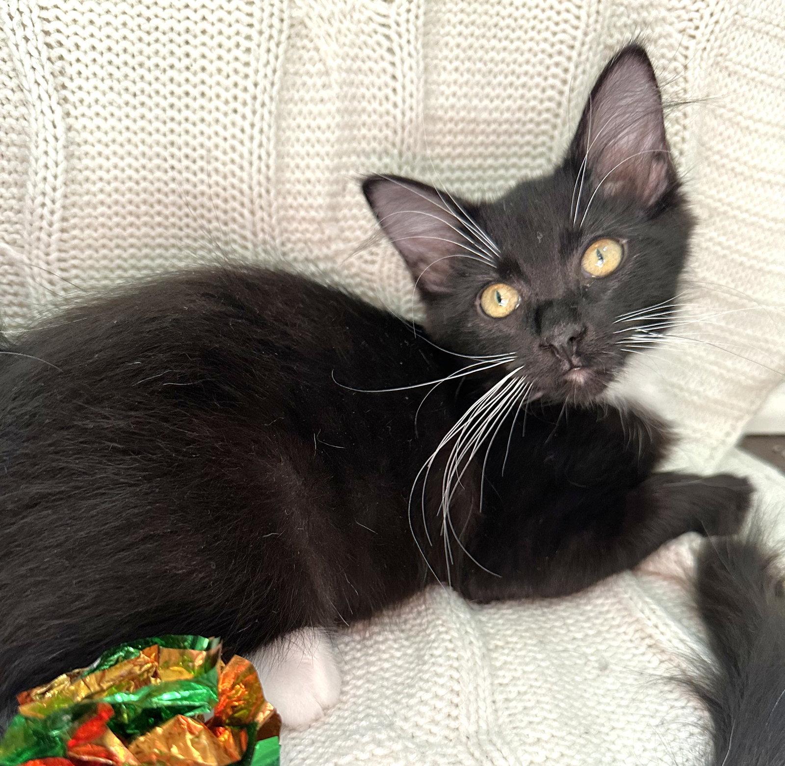 Pebble and Dominique, Adoptable, Kitten Female Domestic Medium Hair & Domestic Short Hair.