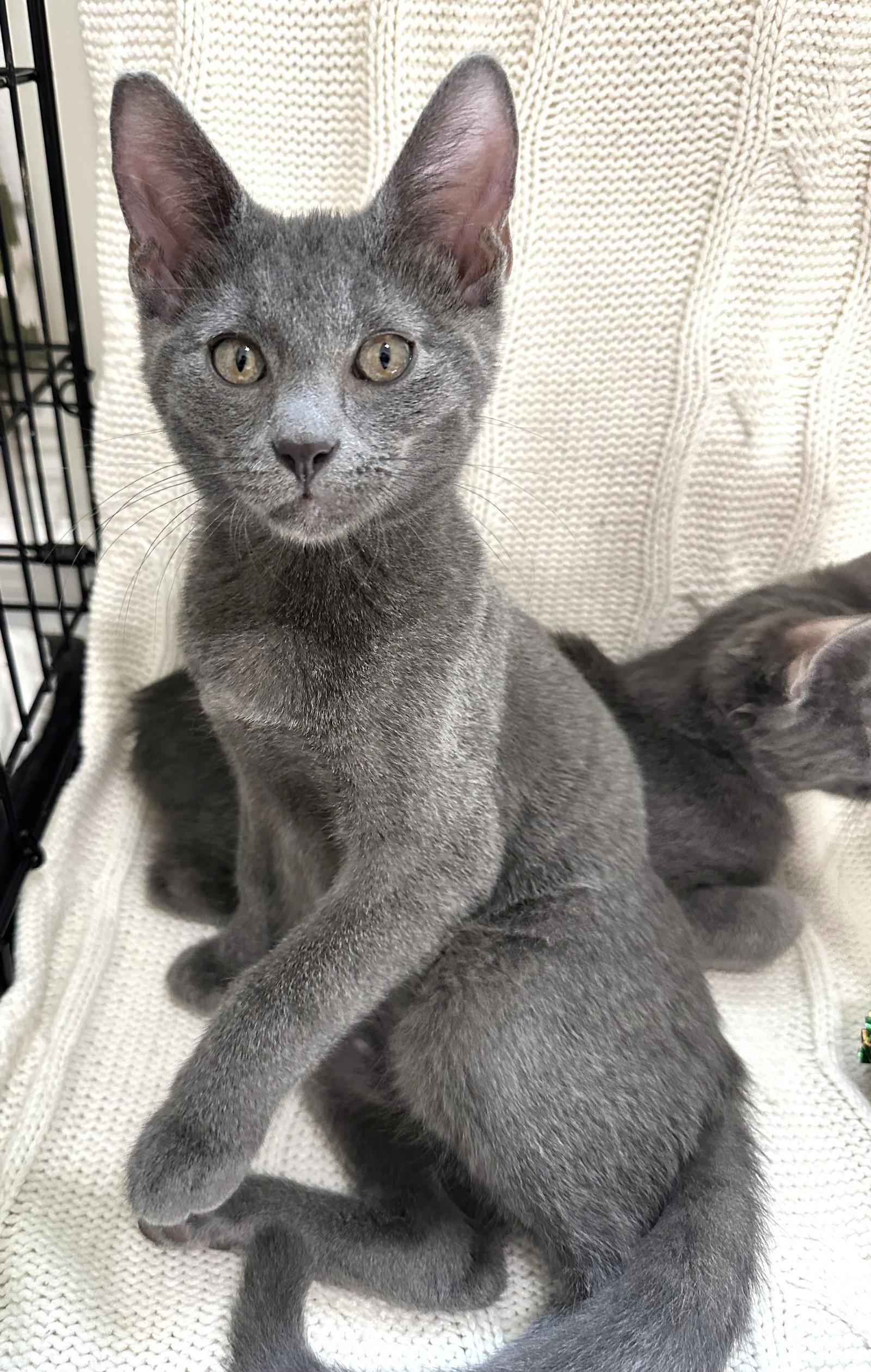 Enlarge Pebble and Dominique, a Adoptable mixed breed in Shawnee, KS image 2/3