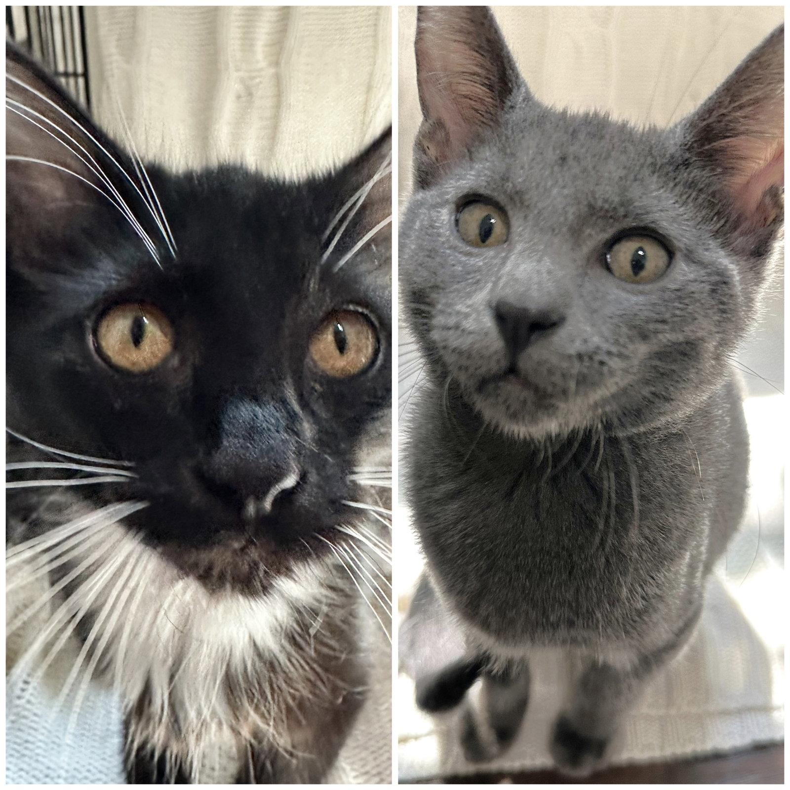Enlarge Pebble and Dominique, a Adoptable mixed breed in Shawnee, KS image 3/3