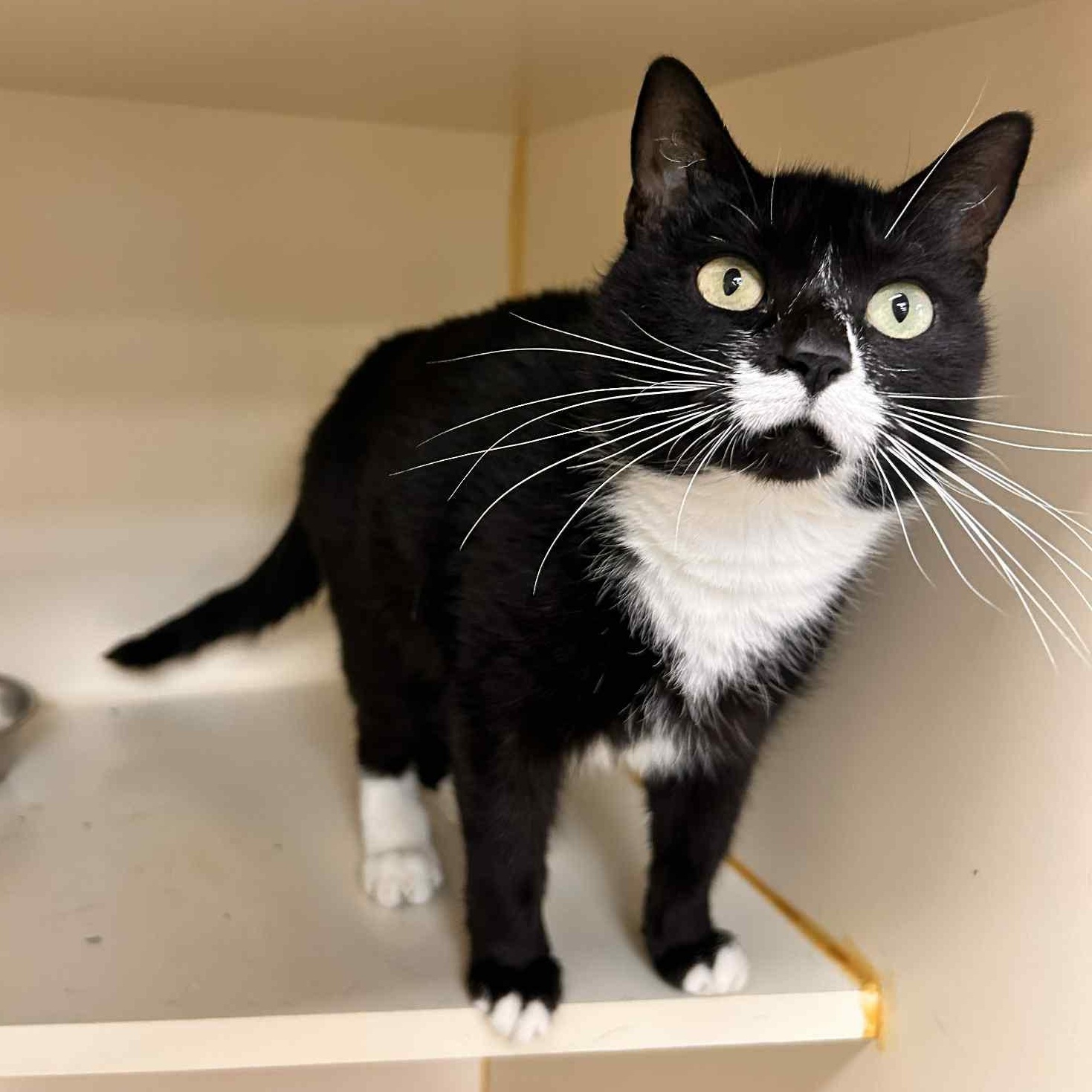 Enlarge Emery, a Adoptable Tuxedo in Myerstown, PA image 1/2