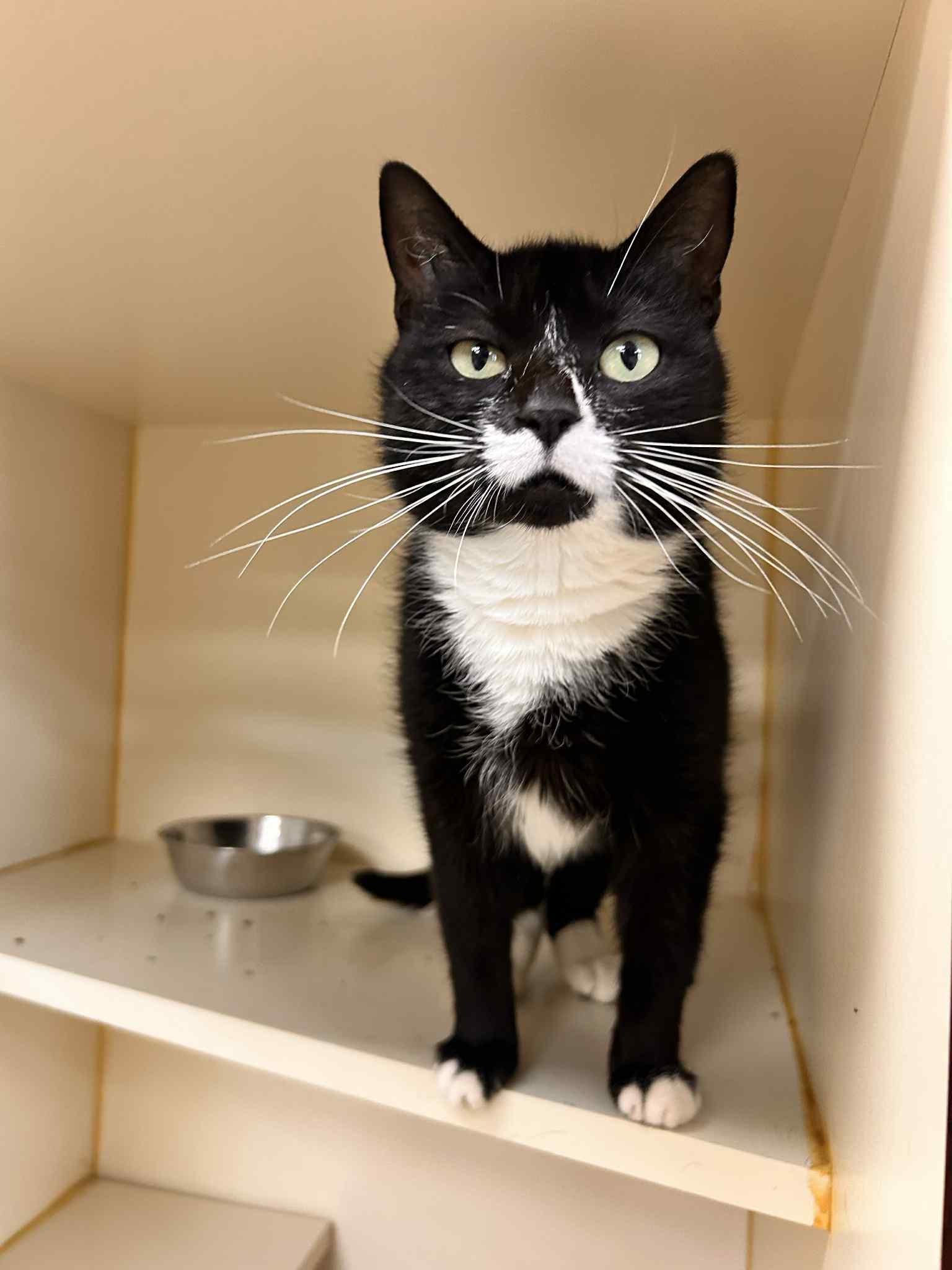 Enlarge Emery, a Adoptable Tuxedo in Myerstown, PA image 2/2