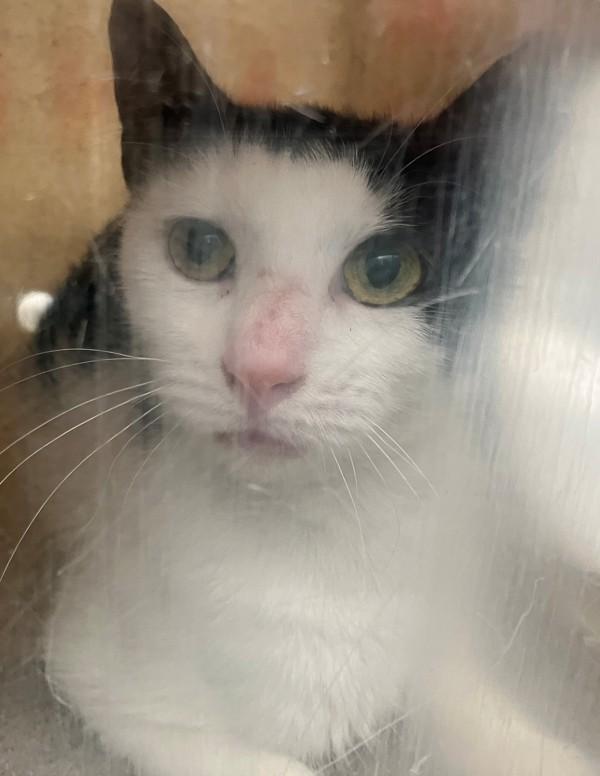 Brisket, Adoptable, Adult Female Domestic Short Hair.