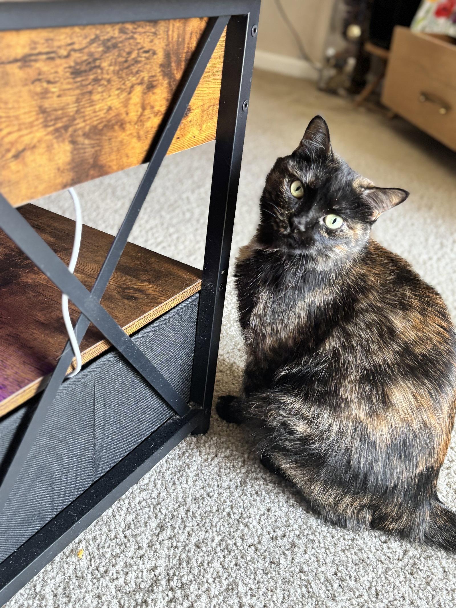 Crabapple, Adopted, Adult Female Domestic Short Hair.
