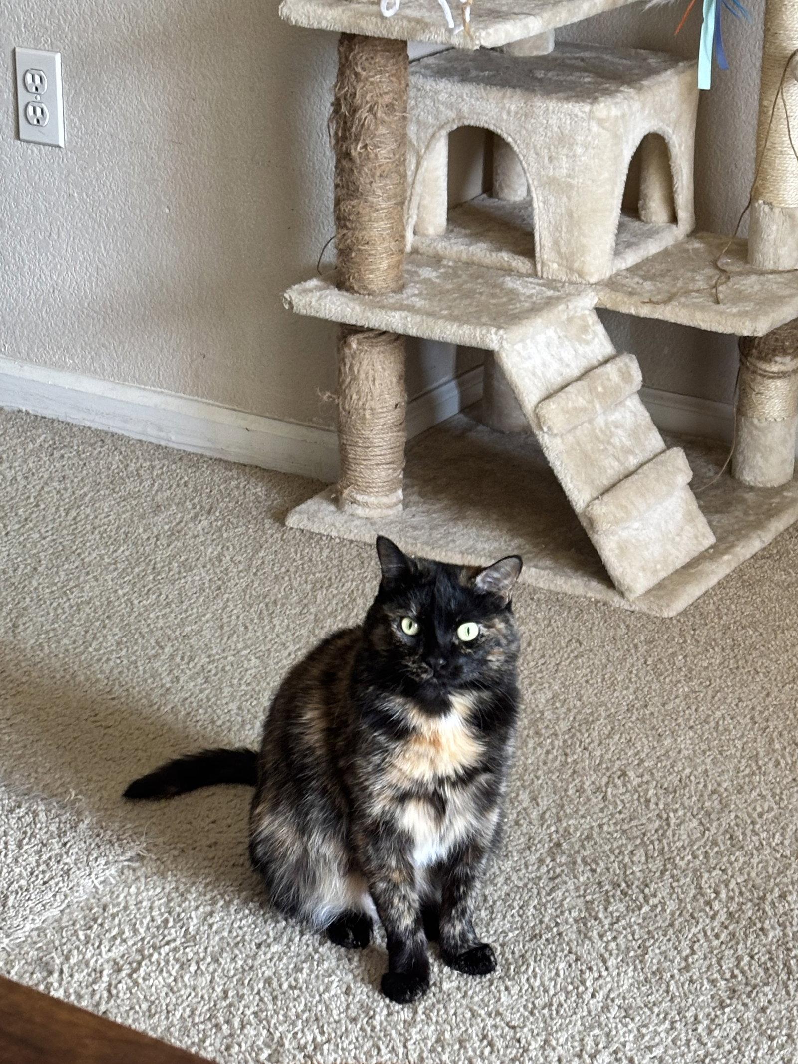 Crabapple, a Adopted Domestic Short Hair in Fort Collins, CO image 2/3