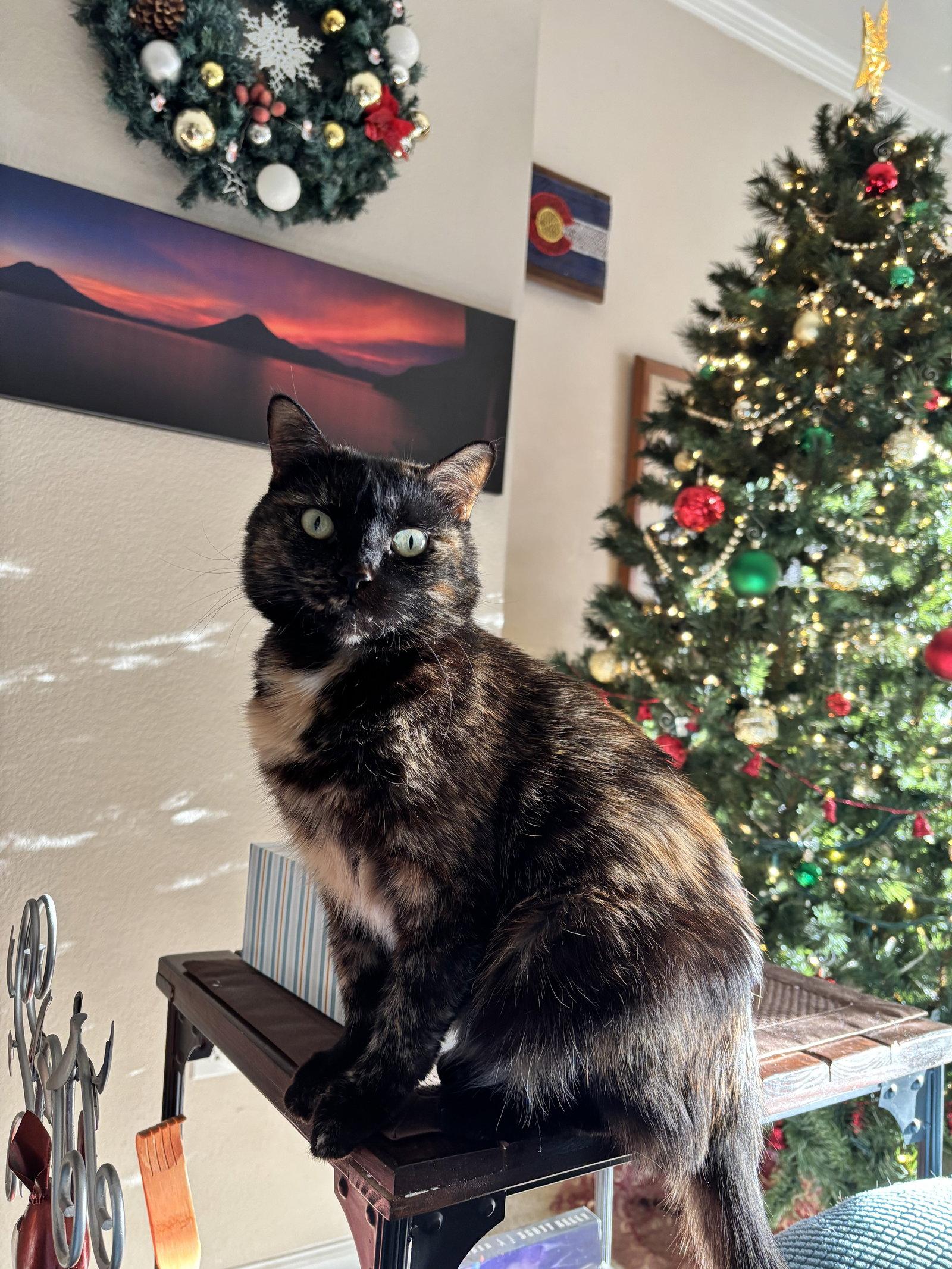 Crabapple, a Adopted Domestic Short Hair in Fort Collins, CO image 3/3