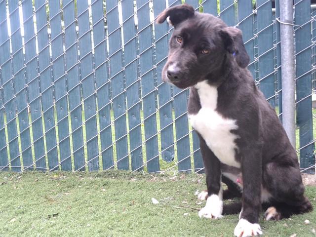 INKY, Adoptable, Young Male Australian Shepherd & Mixed Breed.