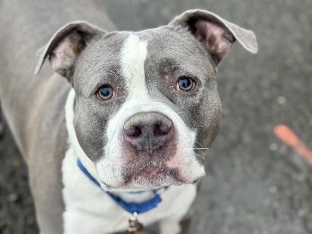 DESI, Adoptable, Adult Male Pit Bull Terrier & Mixed Breed.