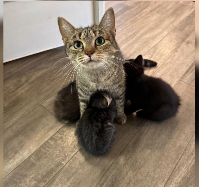 Enlarge Brindley and Sindley, a ADOPTABLE Domestic Short Hair in Rochester, MA image 1/3