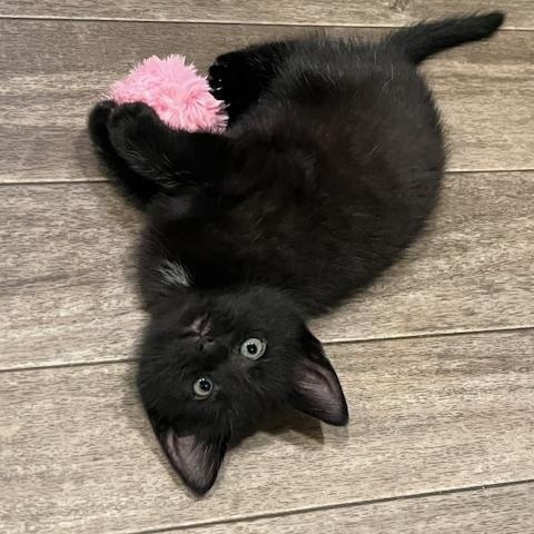 Enlarge Brindley and Sindley, a ADOPTABLE Domestic Short Hair in Rochester, MA image 2/3