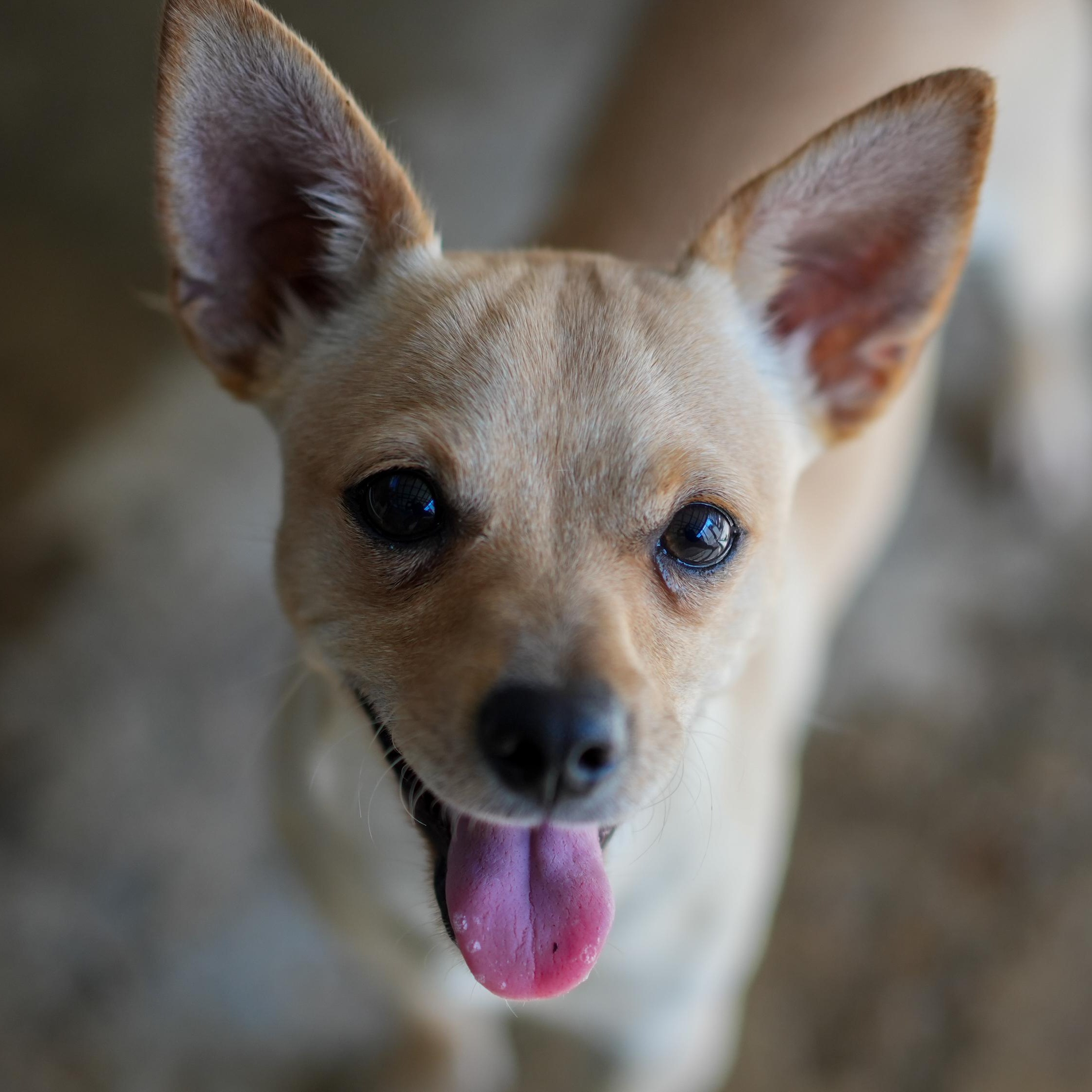 CHARLIE, Adoptable, Adult Male Chihuahua.