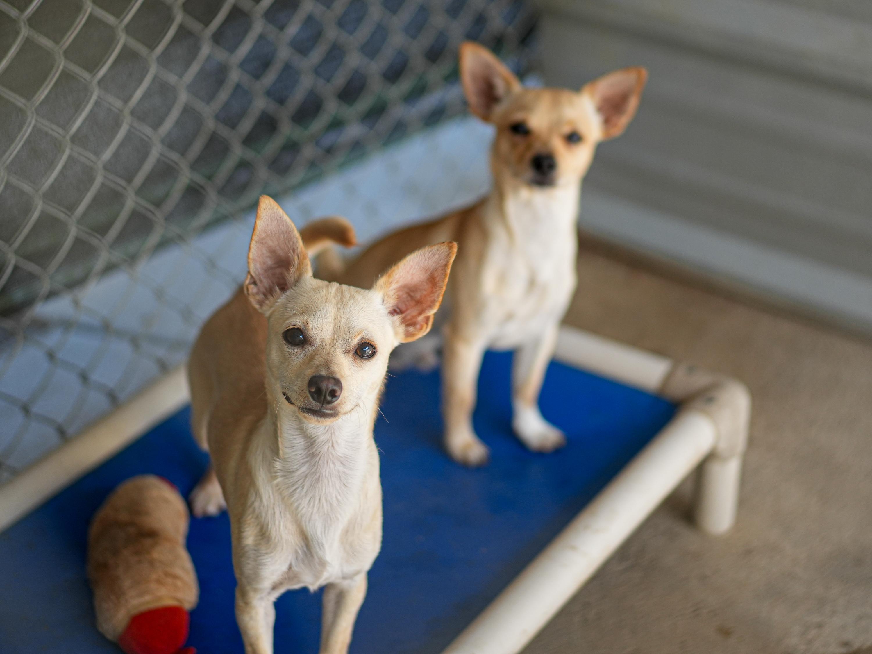 CHARLIE, a Adoptable Chihuahua in Fresno, CA image 4/4