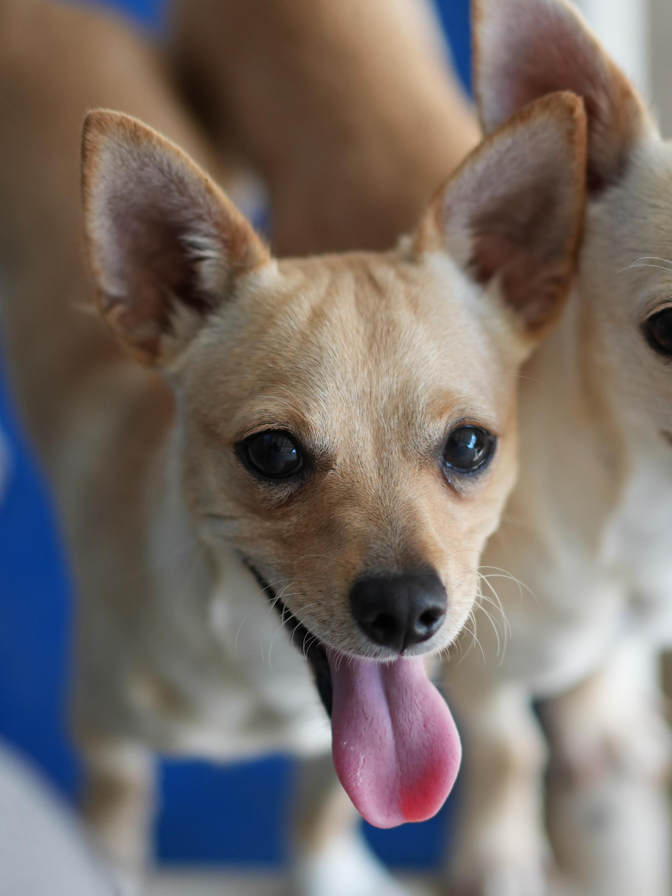 CHARLIE, a Adoptable Chihuahua in Fresno, CA image 2/4