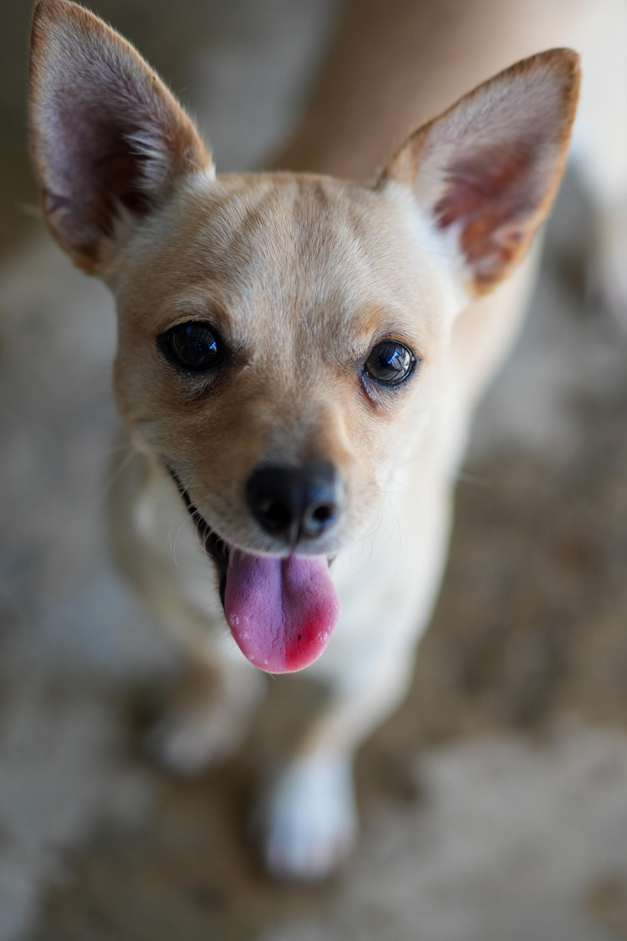 CHARLIE, a Adoptable Chihuahua in Fresno, CA image 3/4