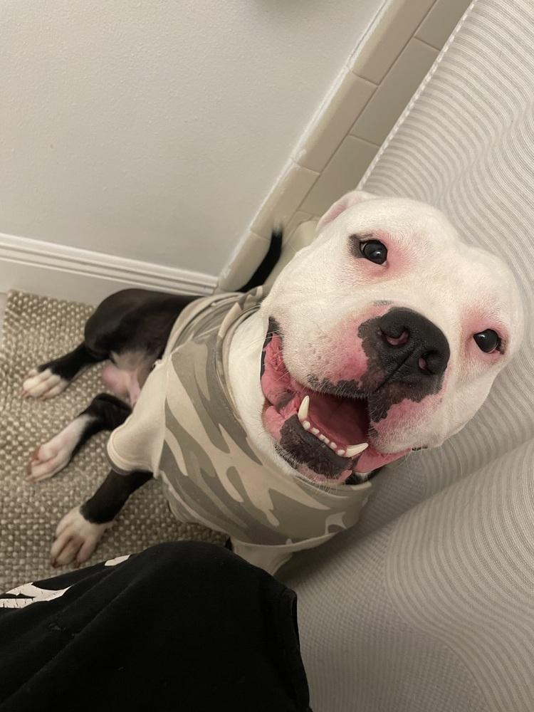 Broly, Adoptable, Adult Male American Bulldog.