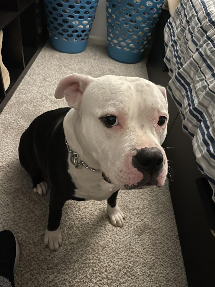 Enlarge Broly, a Adoptable mixed breed in Orlando, FL image 2/4