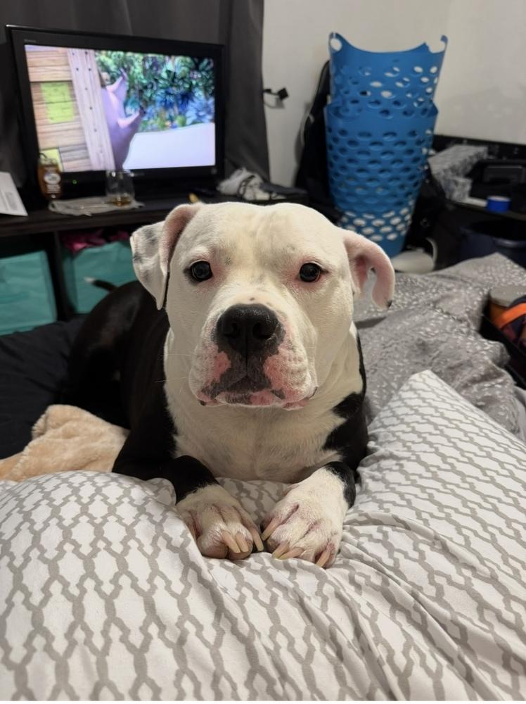 Enlarge Broly, a Adoptable mixed breed in Orlando, FL image 3/4