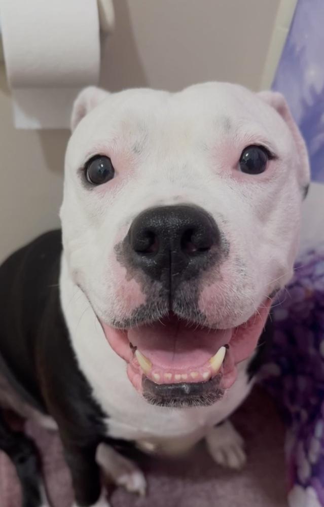 Enlarge Broly, a Adoptable mixed breed in Orlando, FL image 4/4