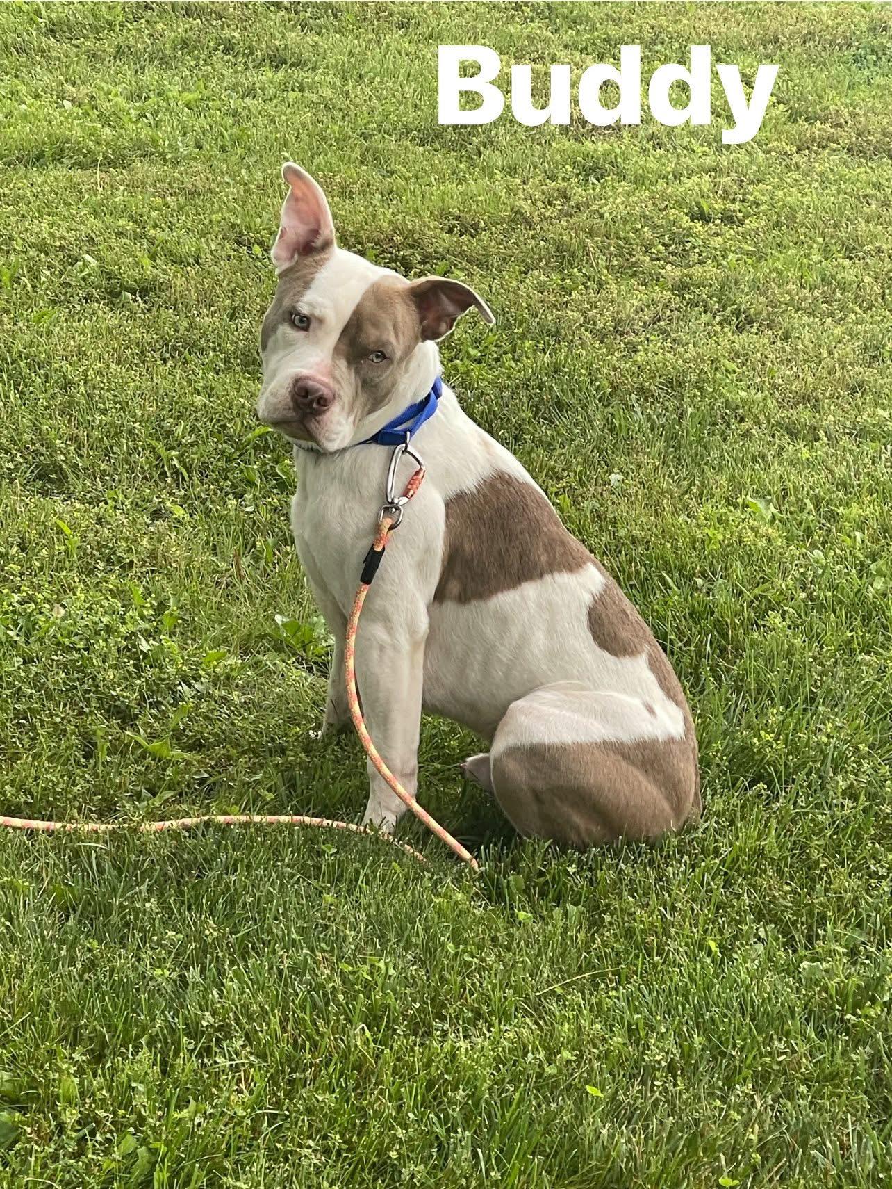 Enlarge Buddy, a Adoptable mixed breed in Lewis Center, OH image 1/6