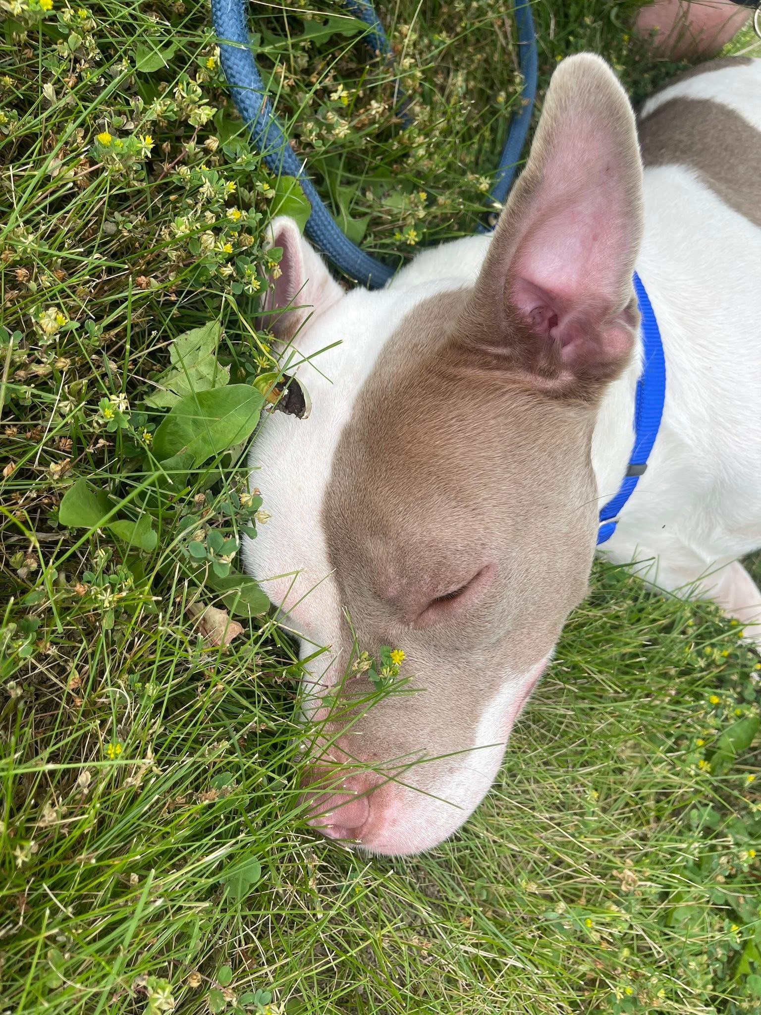 Enlarge Buddy, a Adoptable mixed breed in Lewis Center, OH image 2/6