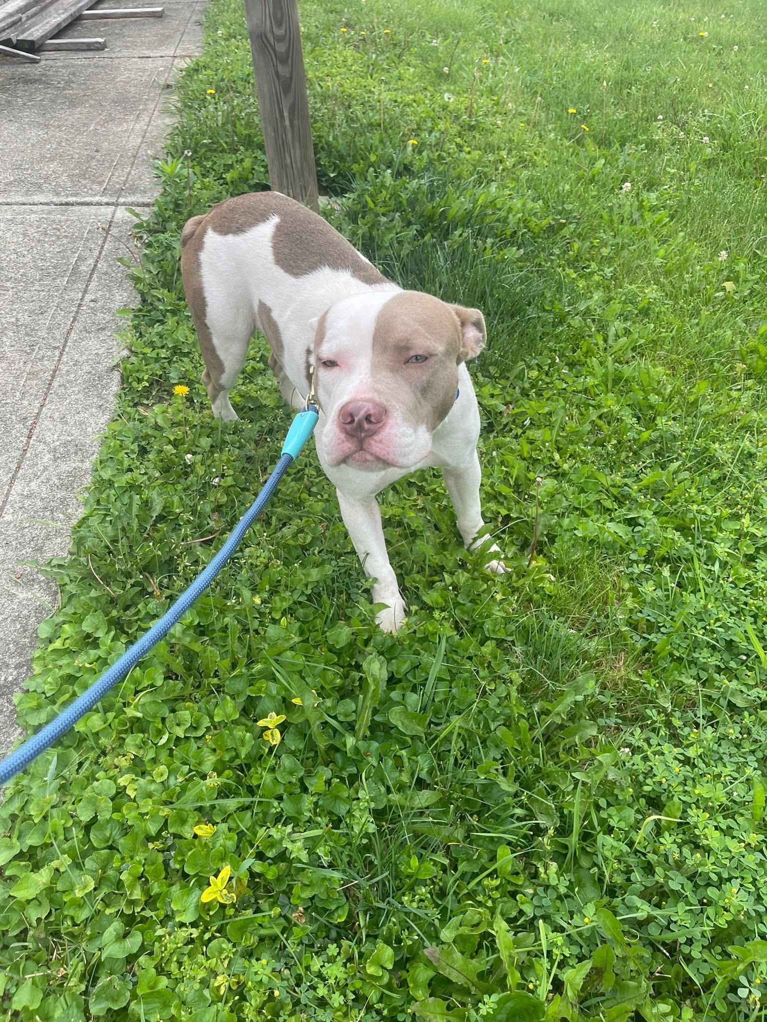 Enlarge Buddy, a Adoptable mixed breed in Lewis Center, OH image 3/6