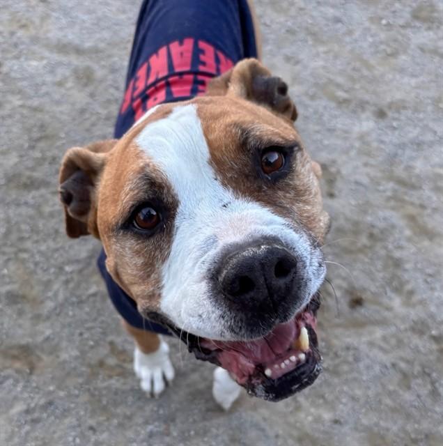 THOR, Adoptable, Adult Male Boxer & Mixed Breed.