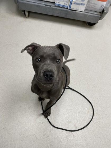 Percy, Adoptable, Puppy Male Pit Bull Terrier & Mixed Breed.