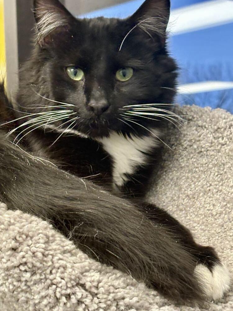 Enlarge Baskin, a Adoptable Domestic Medium Hair in Plymouth, MN image 1/6