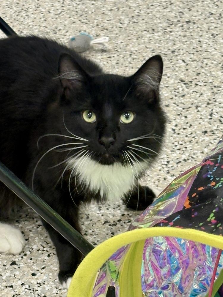 Enlarge Baskin, a Adoptable Domestic Medium Hair in Plymouth, MN image 1/3