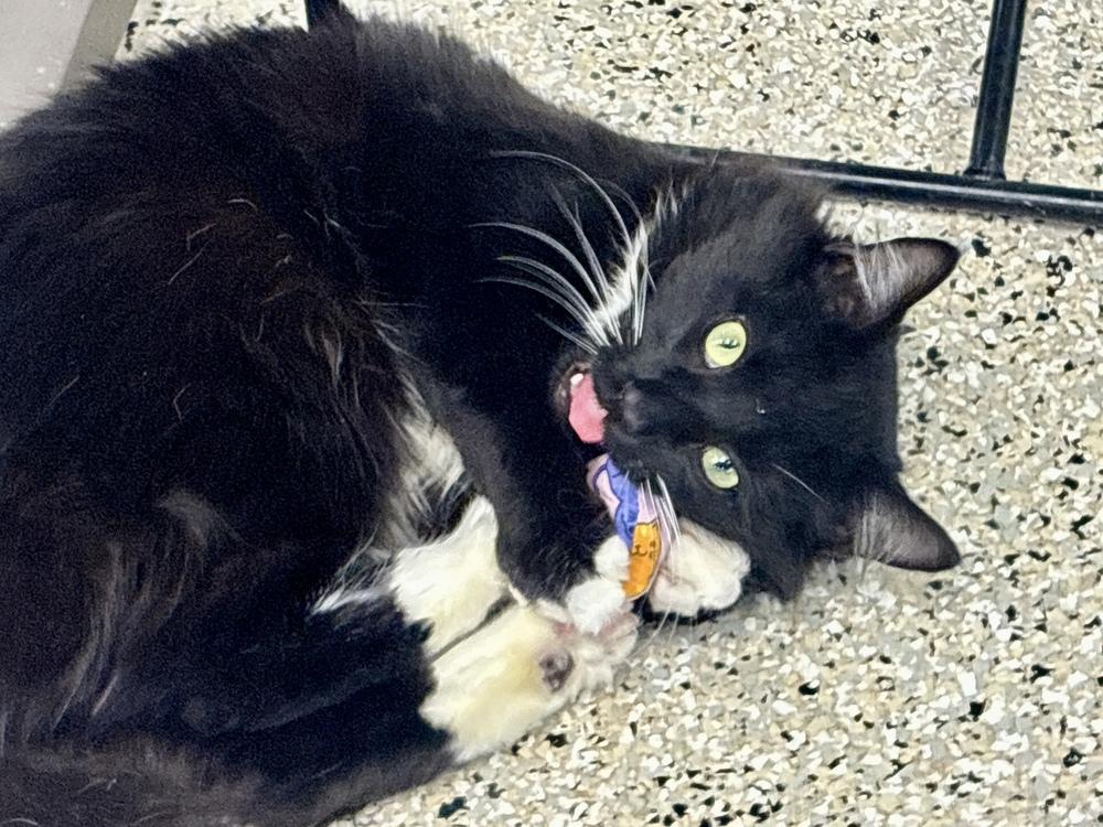 Enlarge Baskin, a Adoptable Domestic Medium Hair in Plymouth, MN image 2/3