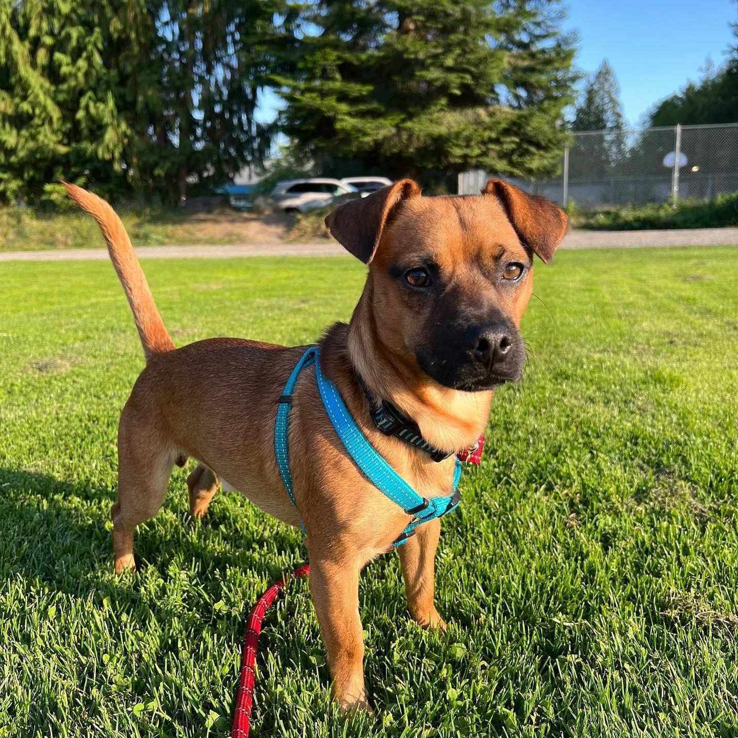 Milo, Adopted, Young Male Chihuahua.