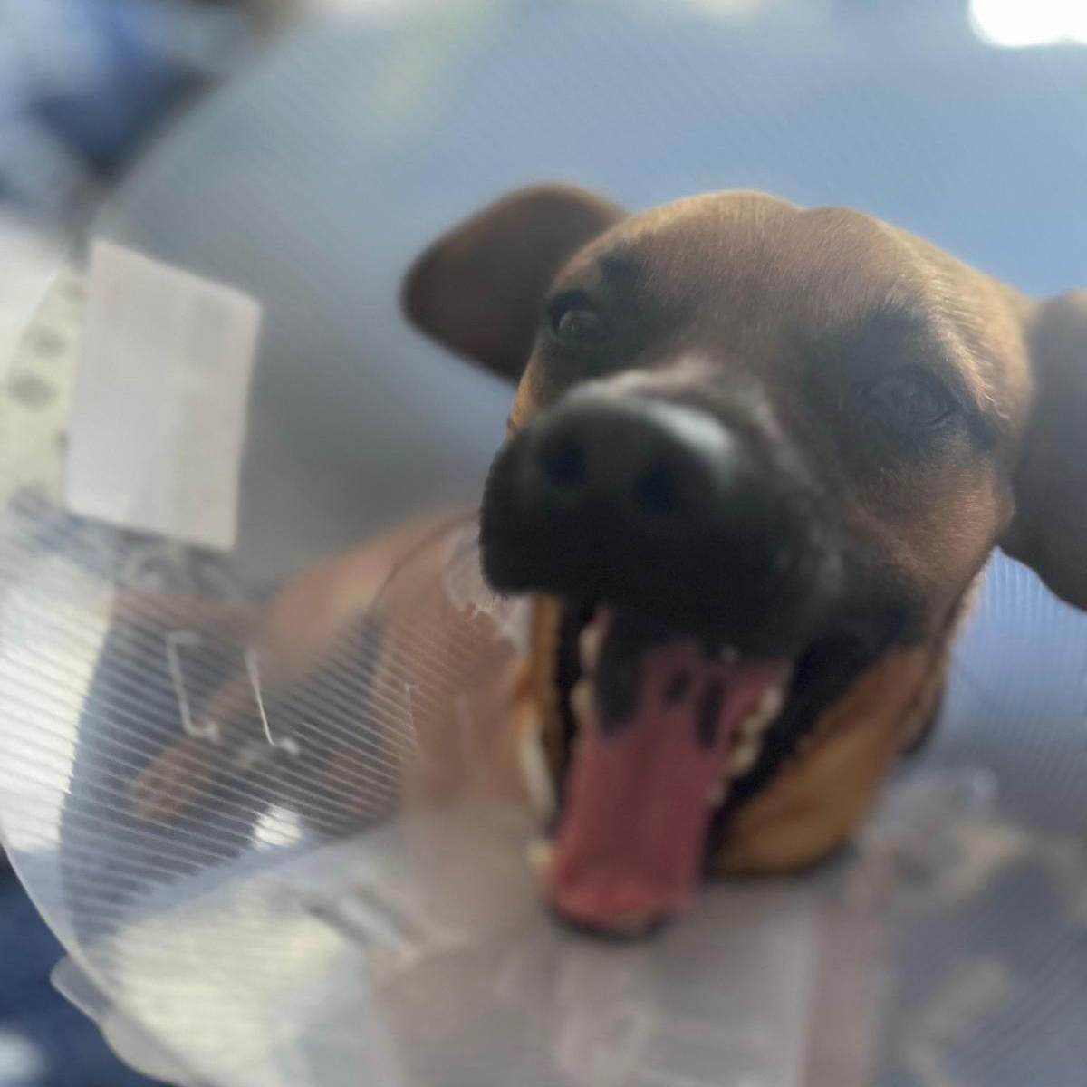 Enlarge Milo, a Adopted mixed breed in Coquitlam, BC image 2/12