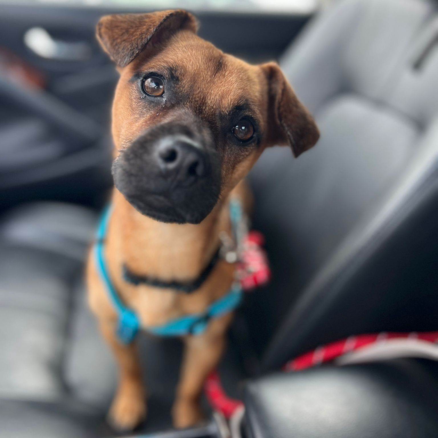 Enlarge Milo, a Adopted mixed breed in Coquitlam, BC image 3/12