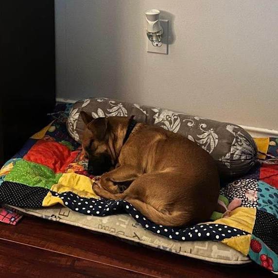 Enlarge Milo, a Adopted mixed breed in Coquitlam, BC image 4/12