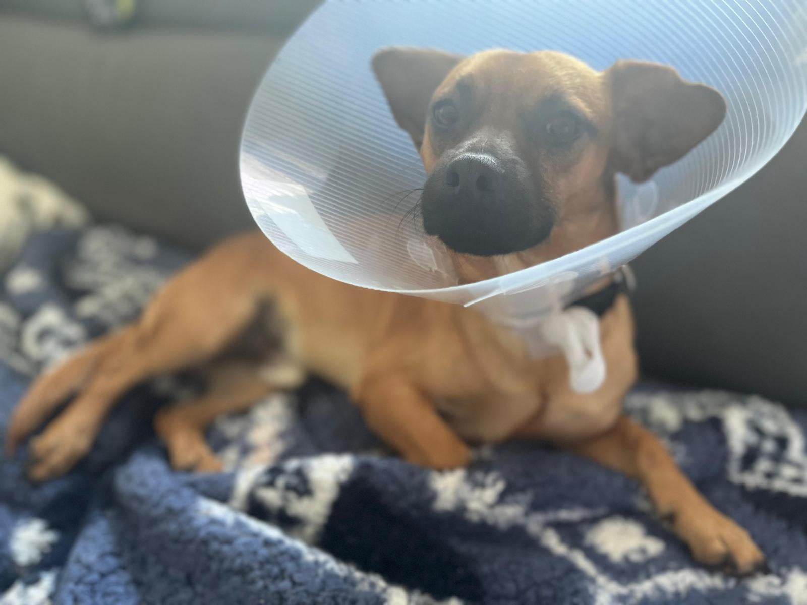 Enlarge Milo, a Adopted mixed breed in Coquitlam, BC image 6/12