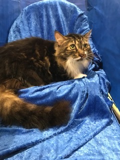 Diesel, Adoptable, Adult Male Maine Coon.