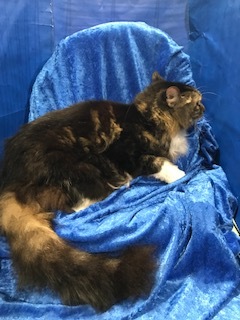 Enlarge Diesel, a Adoptable Maine Coon in Gainesville, FL image 2/3