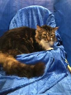 Enlarge Diesel, a Adoptable Maine Coon in Gainesville, FL image 3/3