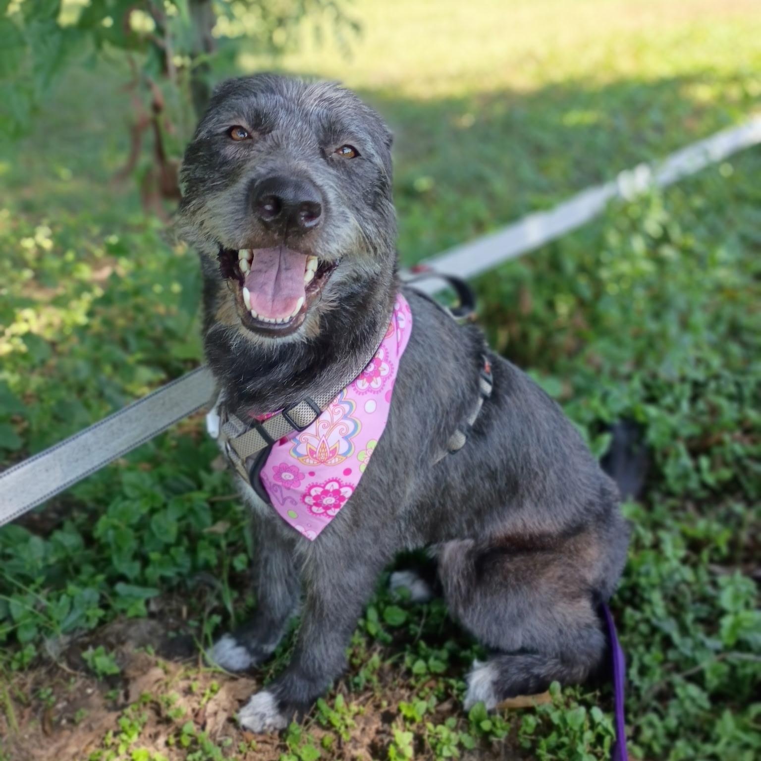Enlarge Aggie, a Adoptable mixed breed in Hagerstown, MD image 4/6