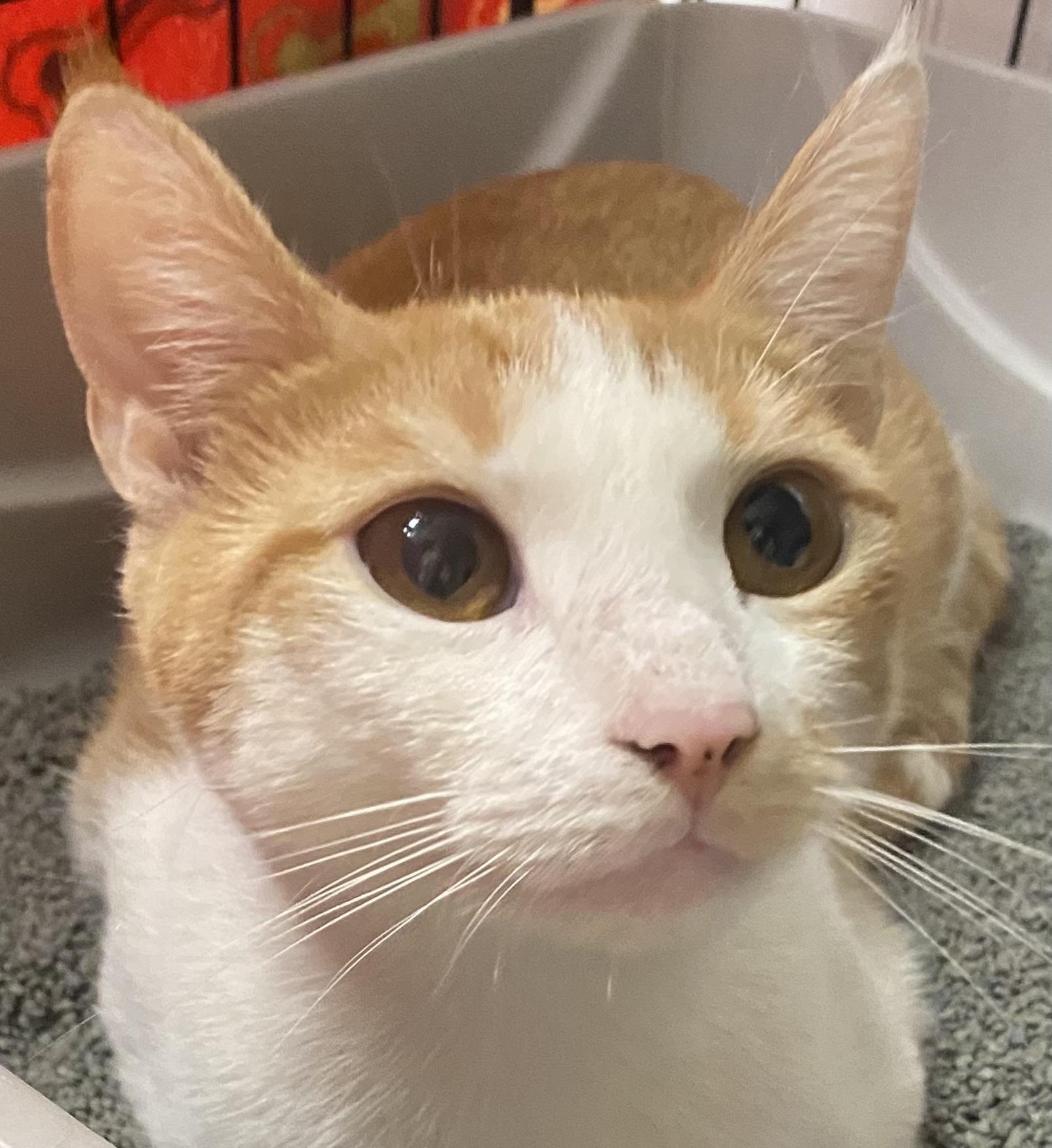Tangelo, ADOPTABLE, Young Male Domestic Short Hair.
