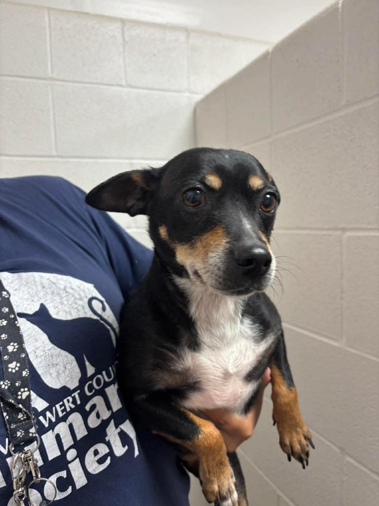 Enlarge Randall, a Adoptable Miniature Pinscher in Van Wert, OH image 1/1