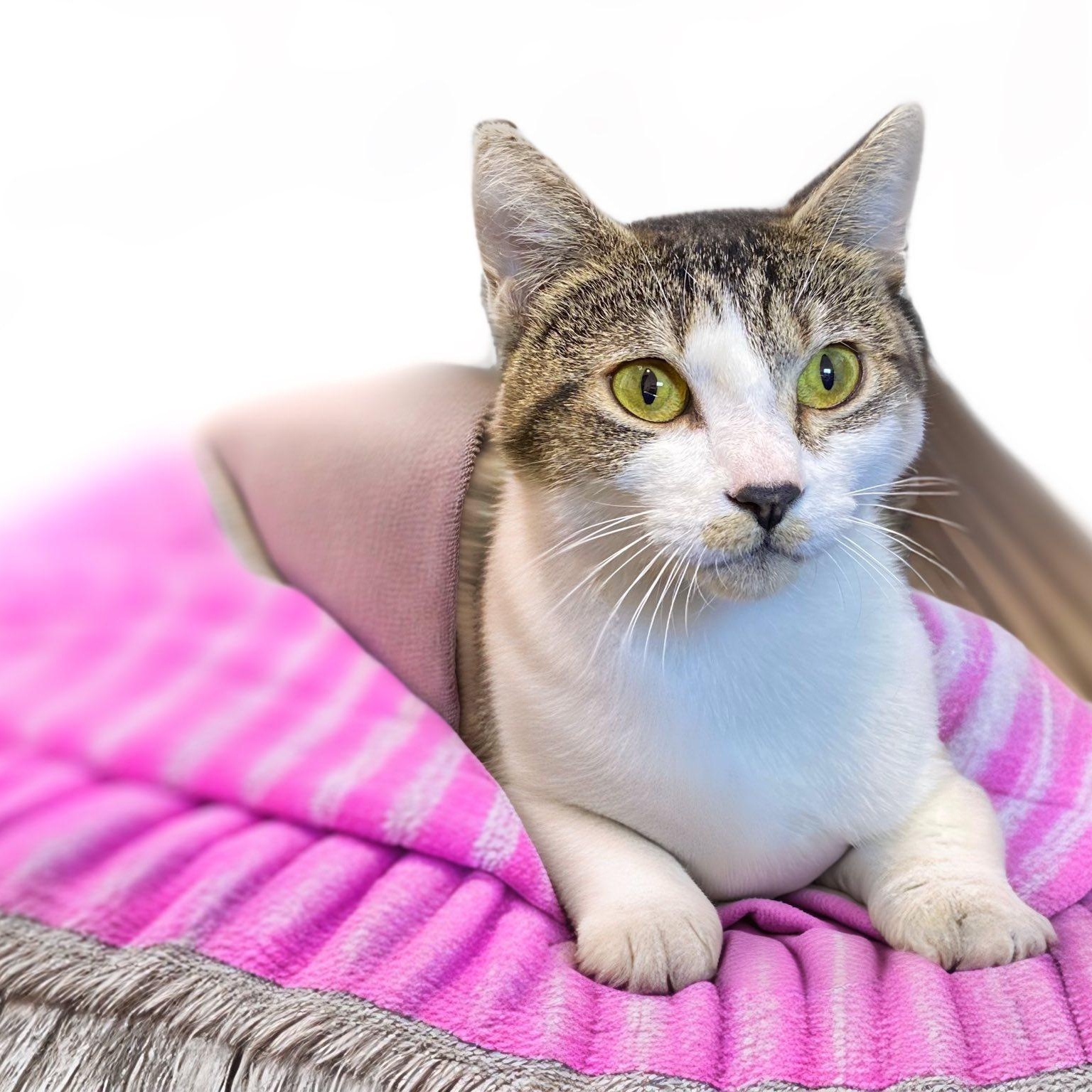 EASTER, Adoptable, Adult Female Domestic Short Hair.